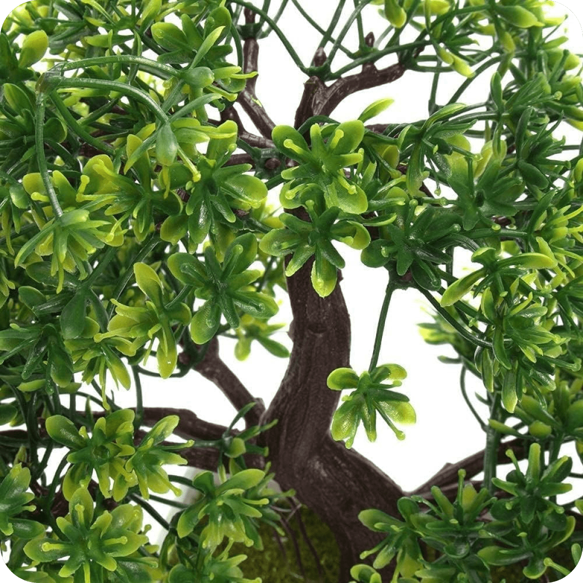 Indoor bonsai tree with natural-looking branches and leaves